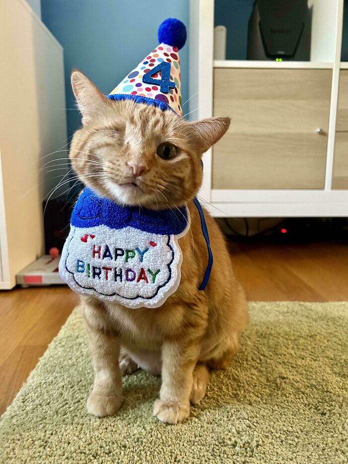 80 Aww-Inducing Pics Of Cats That Are Impossible Not To Enjoy