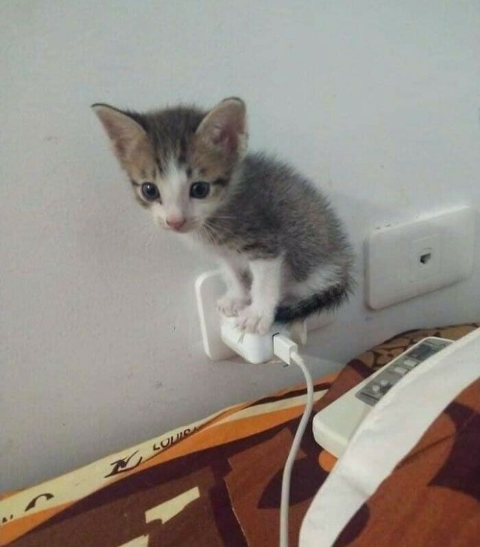 80 Aww-Inducing Pics Of Cats That Are Impossible Not To Enjoy
