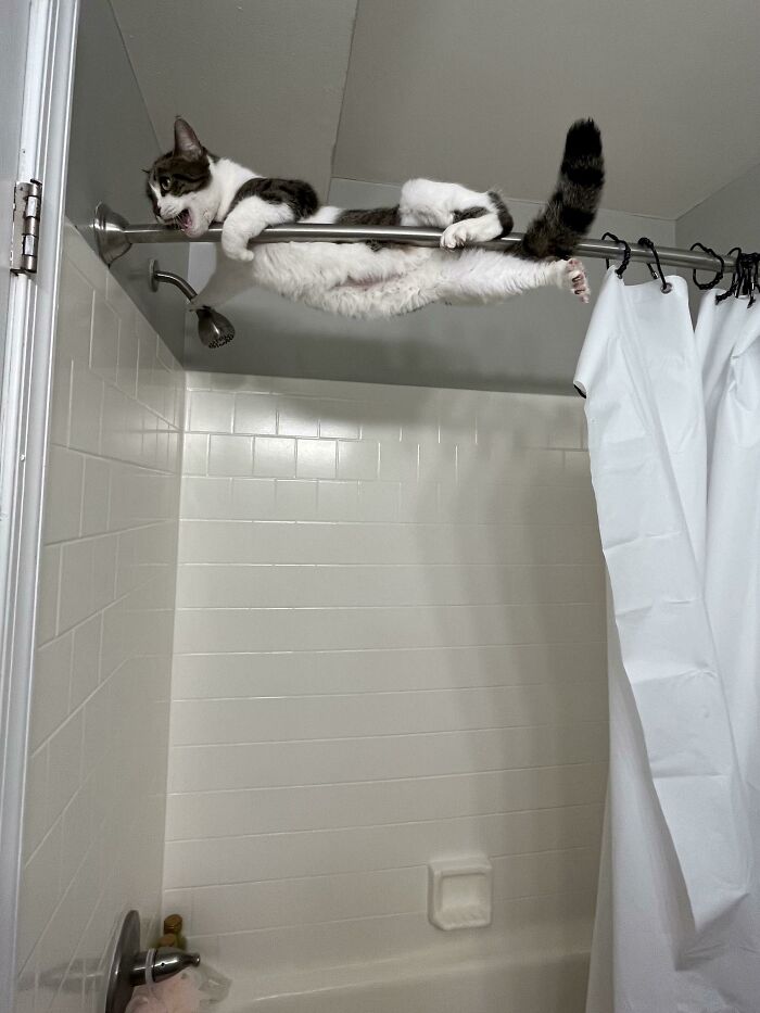 80 Aww-Inducing Pics Of Cats That Are Impossible Not To Enjoy
