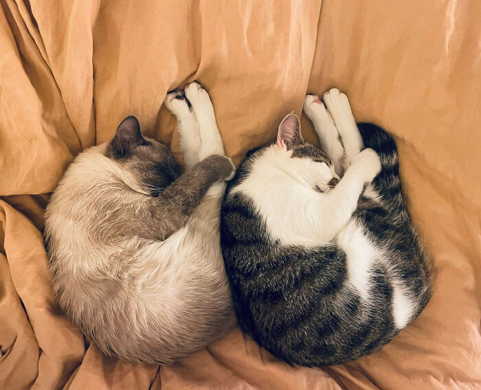 80 Aww-Inducing Pics Of Cats That Are Impossible Not To Enjoy
