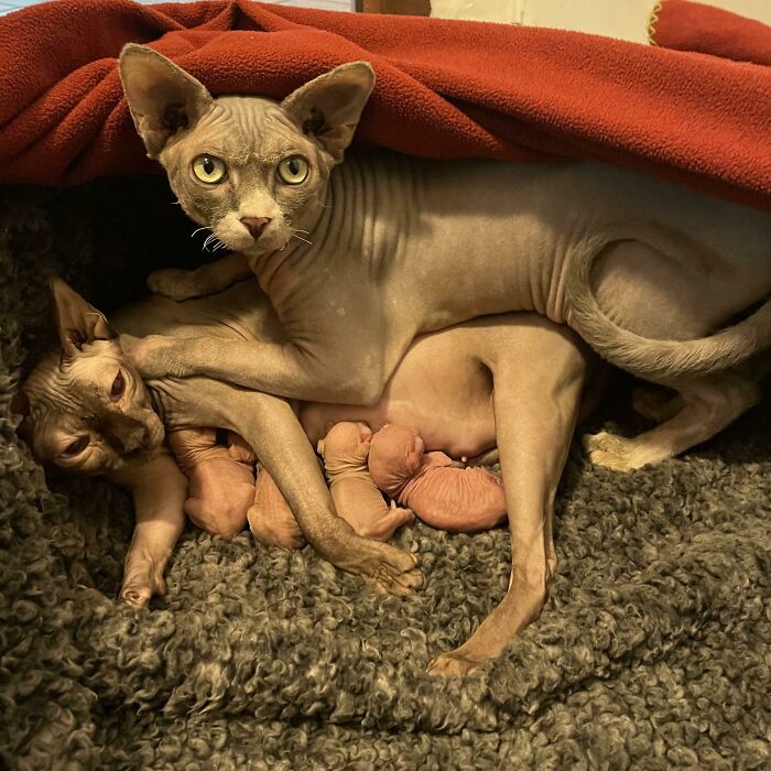 80 Aww-Inducing Pics Of Cats That Are Impossible Not To Enjoy