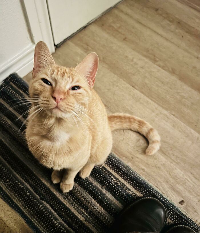 80 Aww-Inducing Pics Of Cats That Are Impossible Not To Enjoy