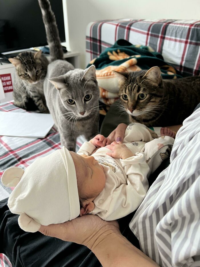80 Aww-Inducing Pics Of Cats That Are Impossible Not To Enjoy