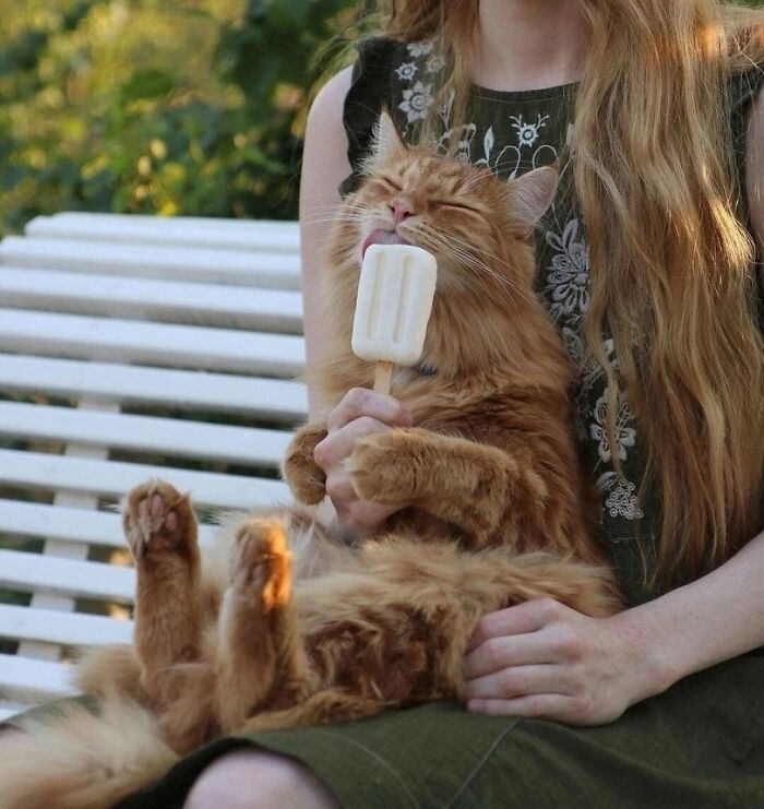 80 Aww-Inducing Pics Of Cats That Are Impossible Not To Enjoy