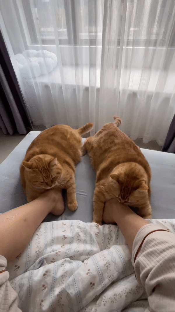80 Aww-Inducing Pics Of Cats That Are Impossible Not To Enjoy