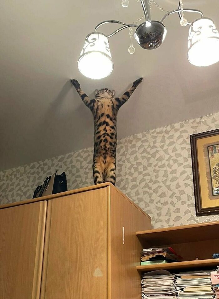 80 Aww-Inducing Pics Of Cats That Are Impossible Not To Enjoy