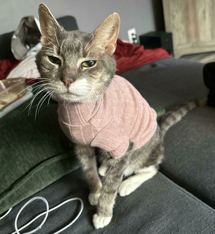 80 Aww-Inducing Pics Of Cats That Are Impossible Not To Enjoy