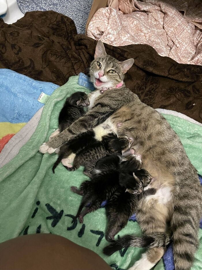 80 Aww-Inducing Pics Of Cats That Are Impossible Not To Enjoy