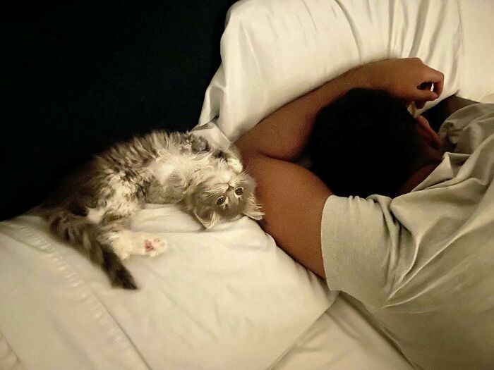 80 Aww-Inducing Pics Of Cats That Are Impossible Not To Enjoy