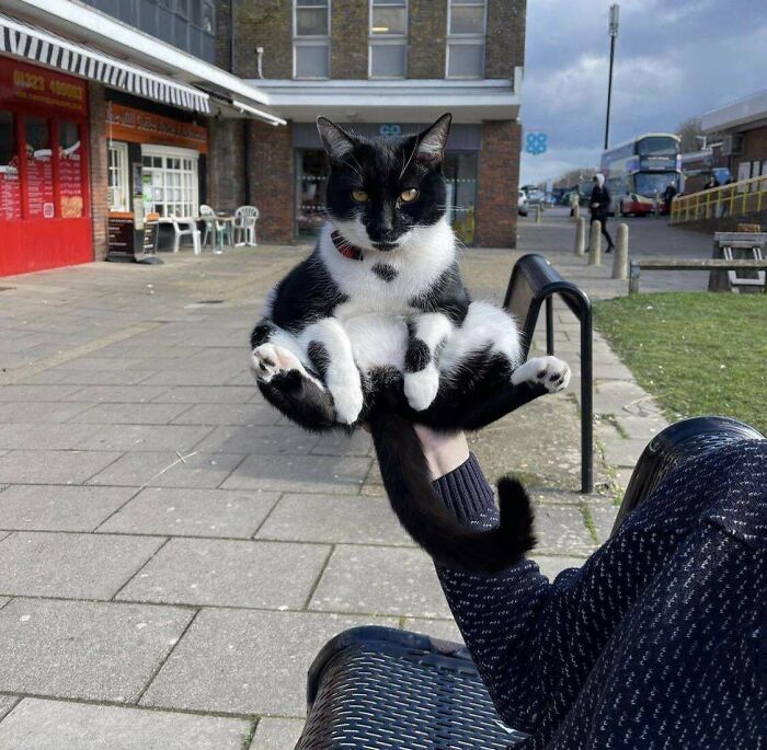 80 Aww-Inducing Pics Of Cats That Are Impossible Not To Enjoy