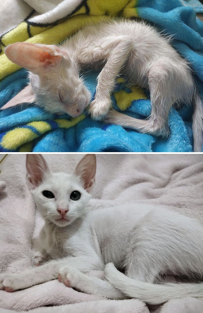 80 Aww-Inducing Pics Of Cats That Are Impossible Not To Enjoy
