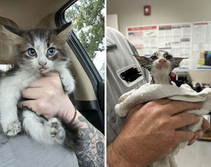 80 Aww-Inducing Pics Of Cats That Are Impossible Not To Enjoy