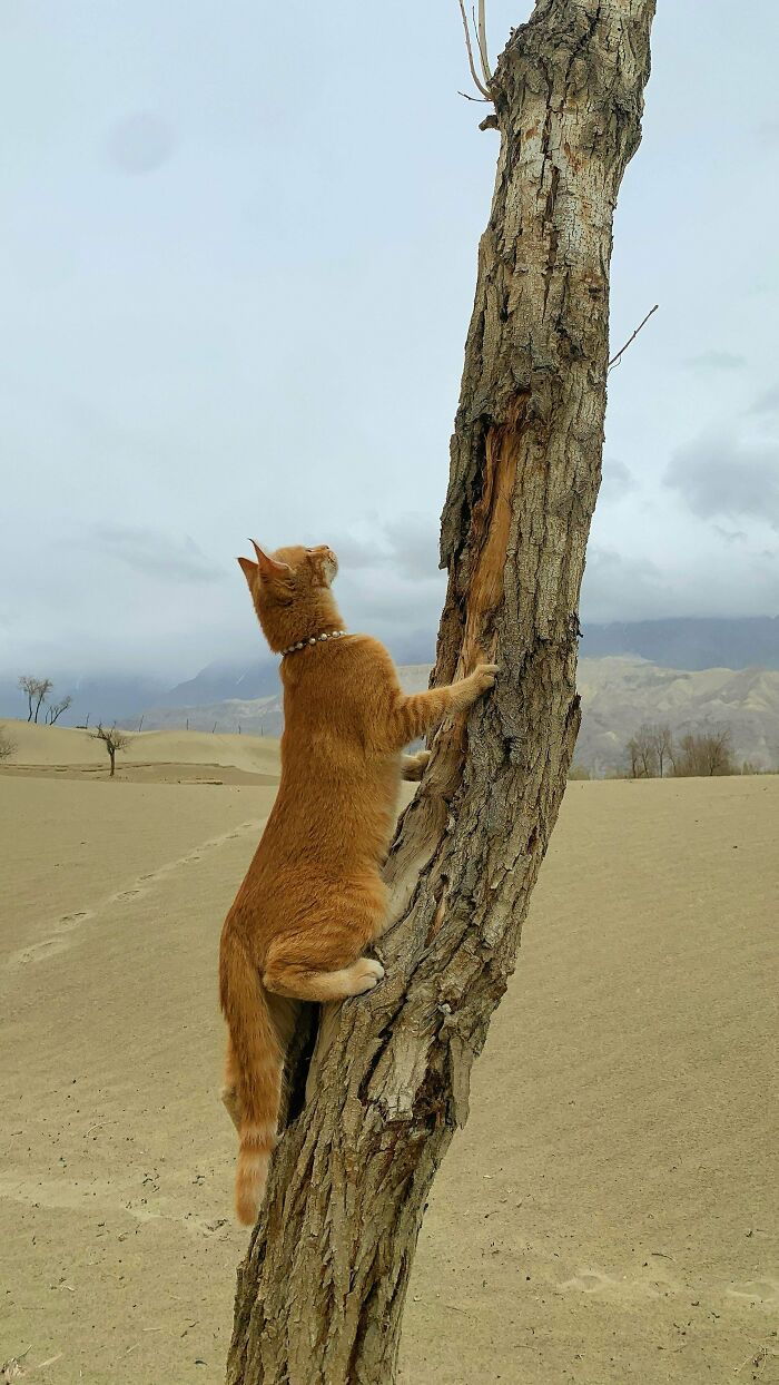 80 Aww-Inducing Pics Of Cats That Are Impossible Not To Enjoy