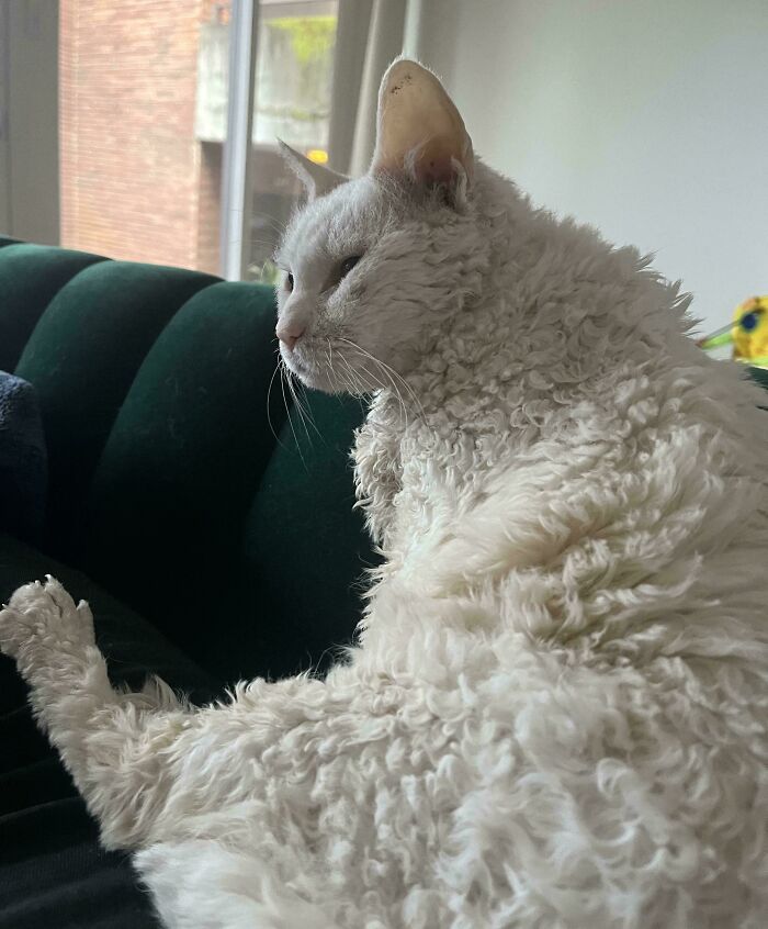 80 Aww-Inducing Pics Of Cats That Are Impossible Not To Enjoy