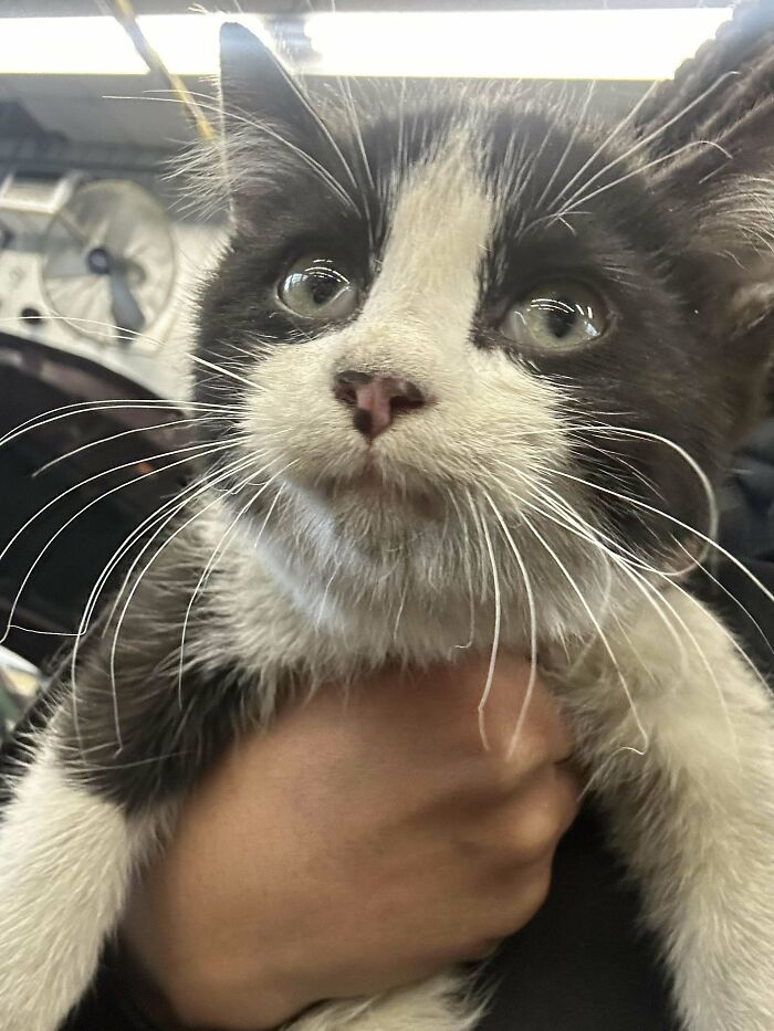 80 Aww-Inducing Pics Of Cats That Are Impossible Not To Enjoy