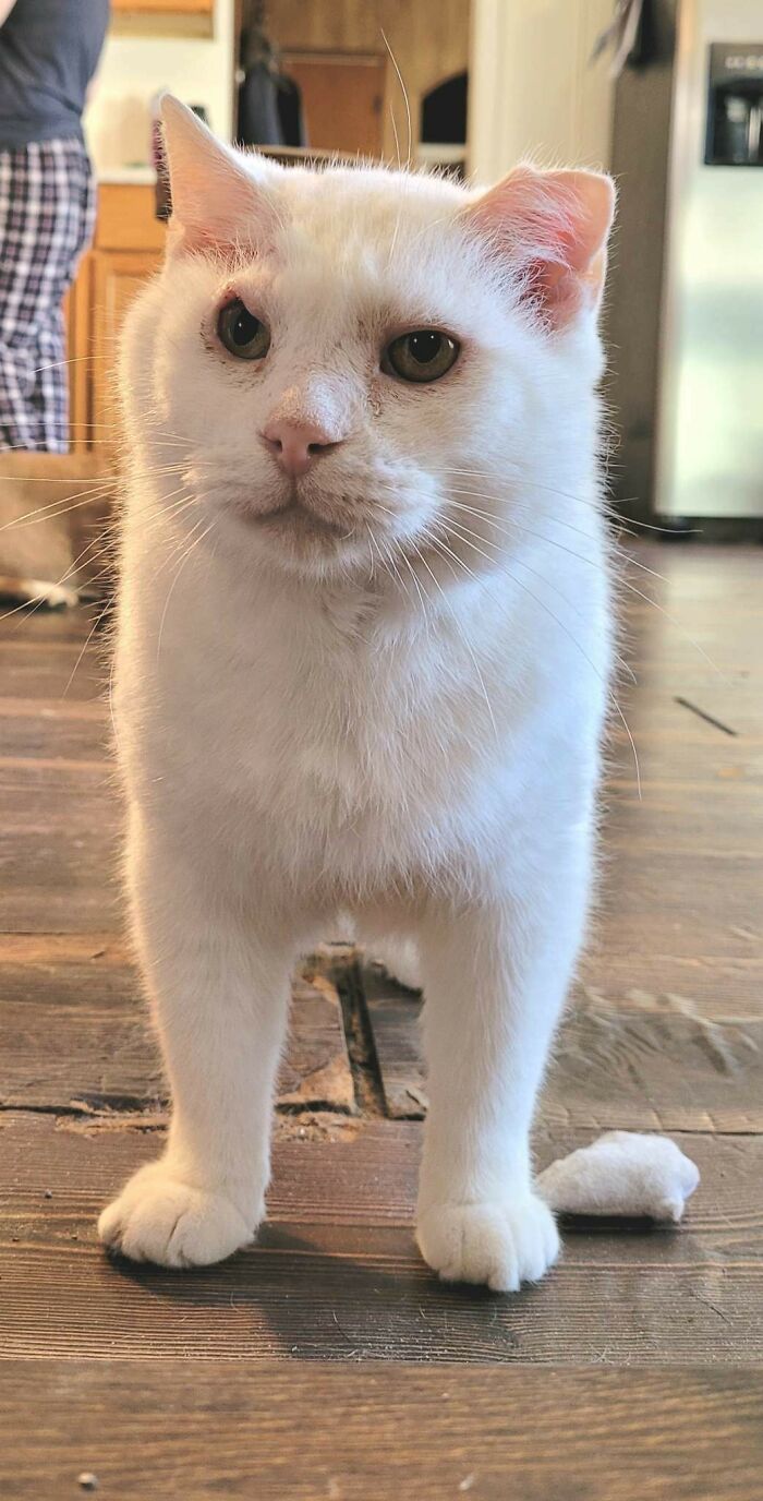 80 Aww-Inducing Pics Of Cats That Are Impossible Not To Enjoy
