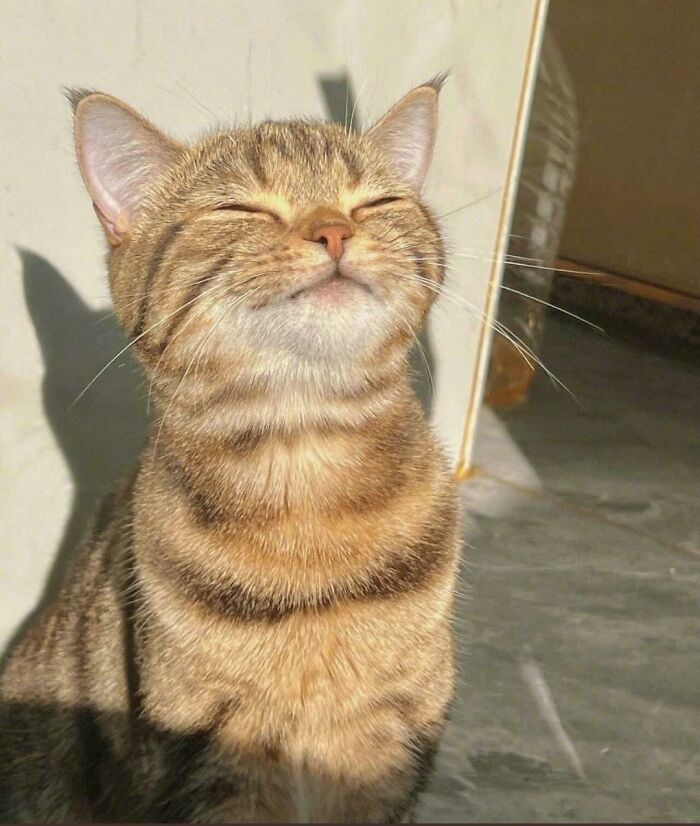 80 Aww-Inducing Pics Of Cats That Are Impossible Not To Enjoy