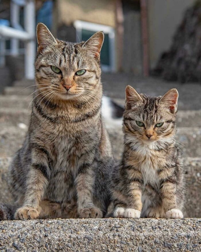 80 Aww-Inducing Pics Of Cats That Are Impossible Not To Enjoy