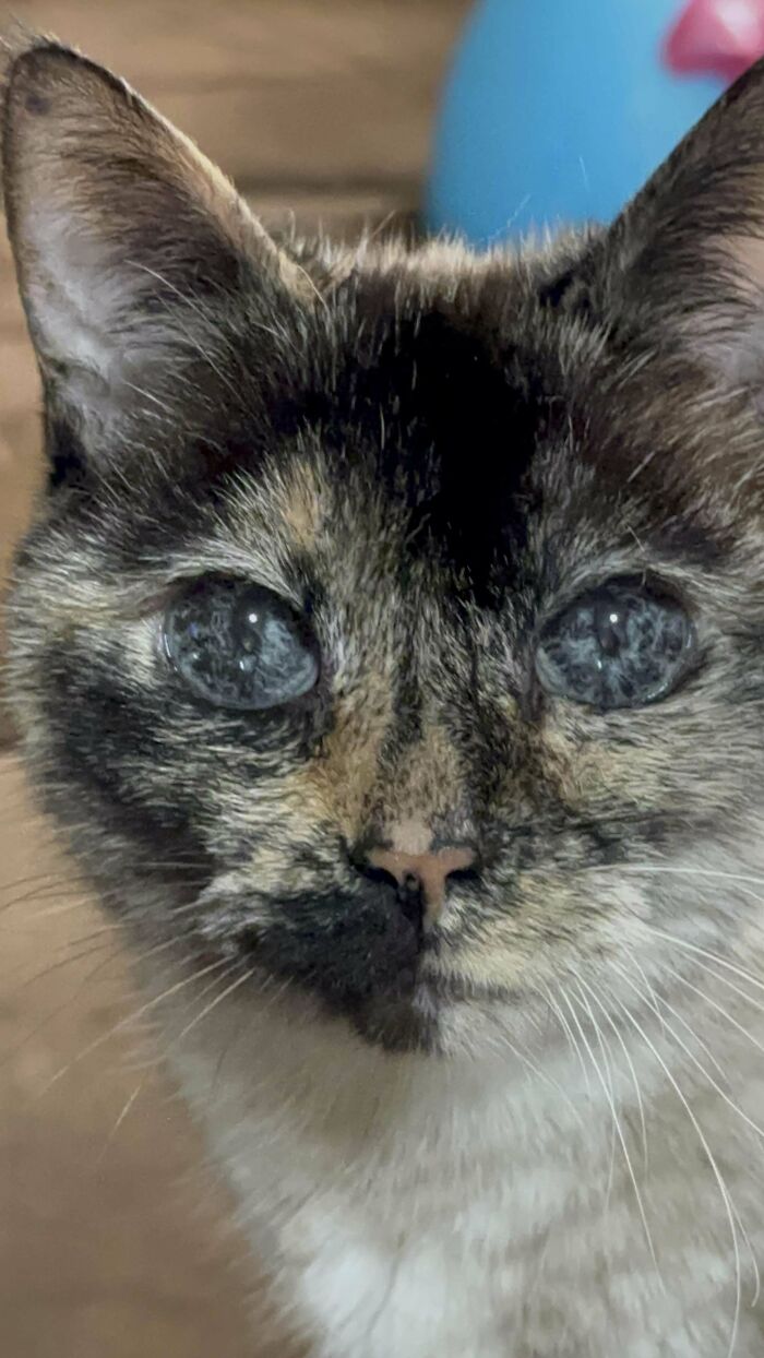 80 Aww-Inducing Pics Of Cats That Are Impossible Not To Enjoy