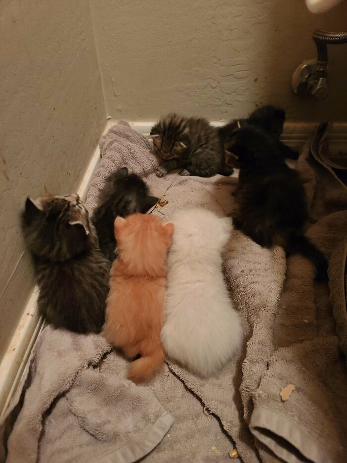 80 Aww-Inducing Pics Of Cats That Are Impossible Not To Enjoy