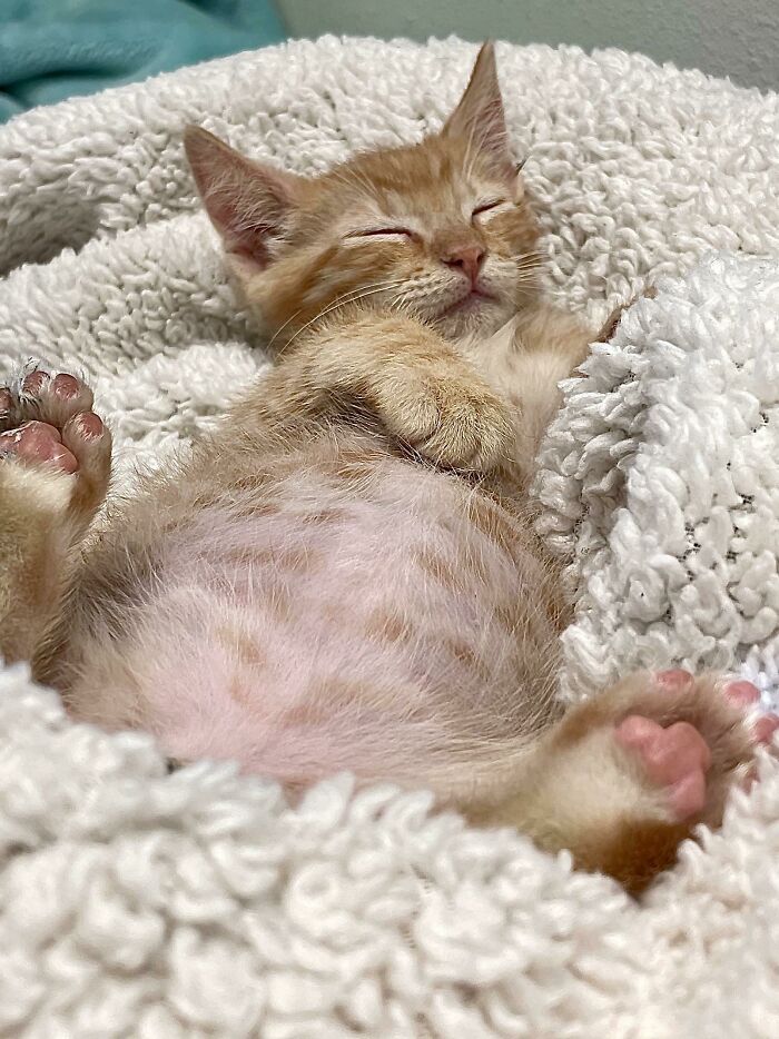 80 Aww-Inducing Pics Of Cats That Are Impossible Not To Enjoy