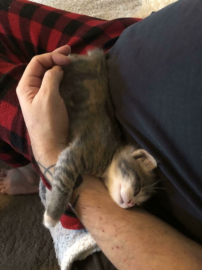 80 Aww-Inducing Pics Of Cats That Are Impossible Not To Enjoy