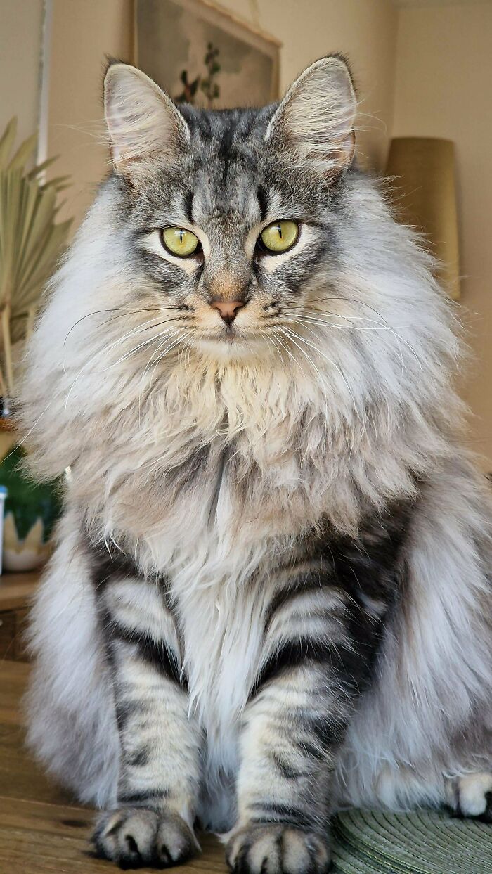 80 Aww-Inducing Pics Of Cats That Are Impossible Not To Enjoy