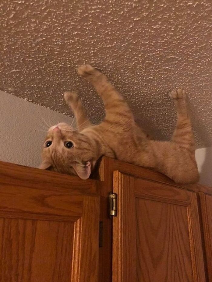 80 Aww-Inducing Pics Of Cats That Are Impossible Not To Enjoy