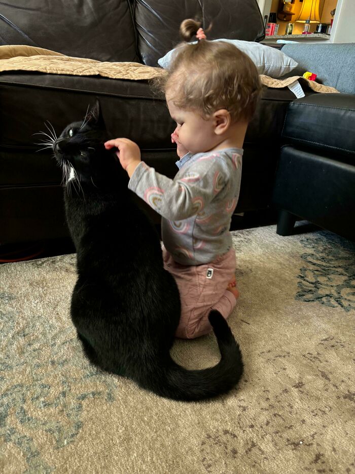 80 Aww-Inducing Pics Of Cats That Are Impossible Not To Enjoy