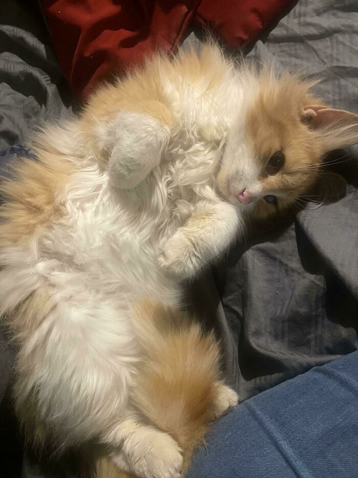 80 Aww-Inducing Pics Of Cats That Are Impossible Not To Enjoy