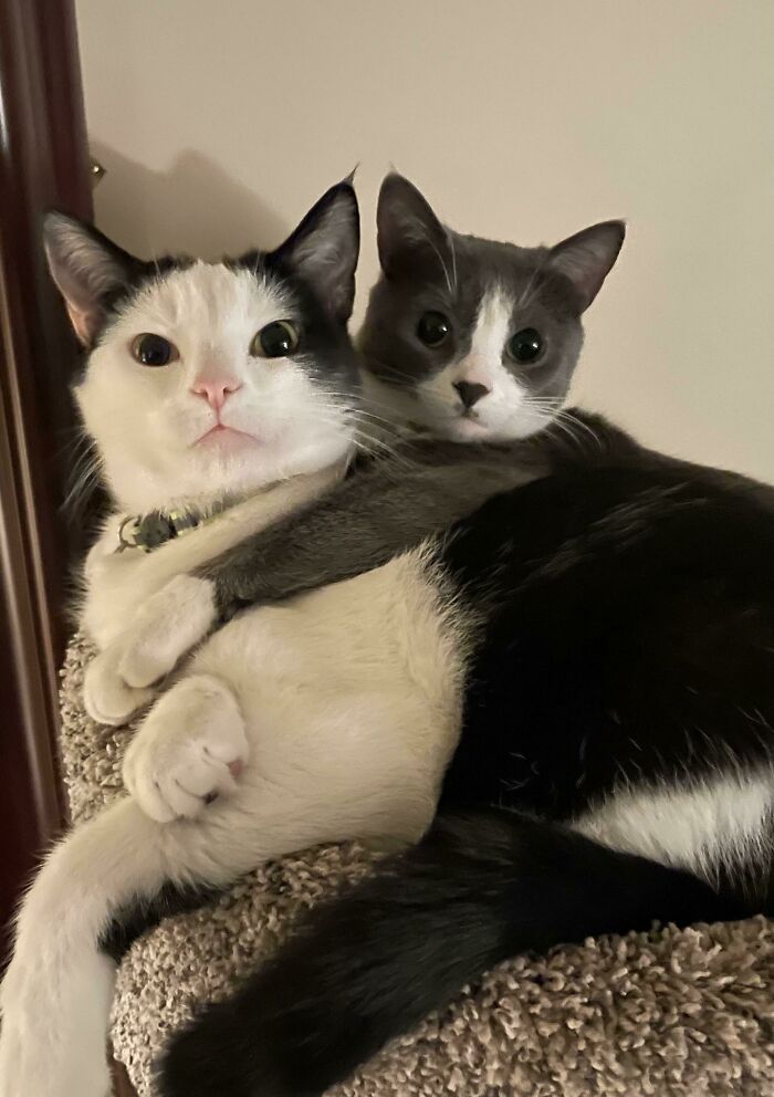 80 Aww-Inducing Pics Of Cats That Are Impossible Not To Enjoy