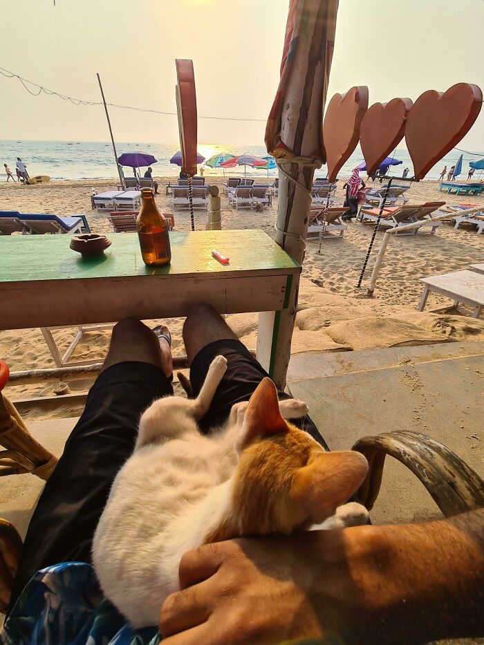 80 Aww-Inducing Pics Of Cats That Are Impossible Not To Enjoy