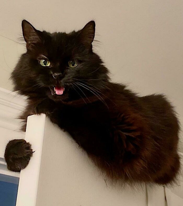 80 Aww-Inducing Pics Of Cats That Are Impossible Not To Enjoy