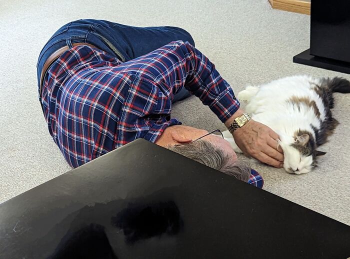 80 Aww-Inducing Pics Of Cats That Are Impossible Not To Enjoy