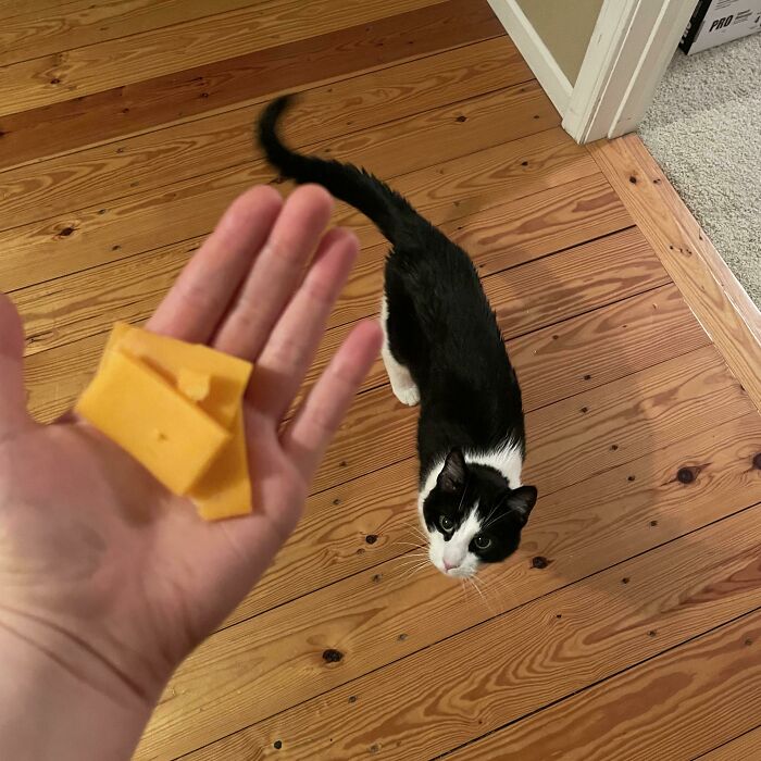 80 Aww-Inducing Pics Of Cats That Are Impossible Not To Enjoy