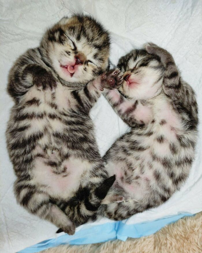 80 Aww-Inducing Pics Of Cats That Are Impossible Not To Enjoy