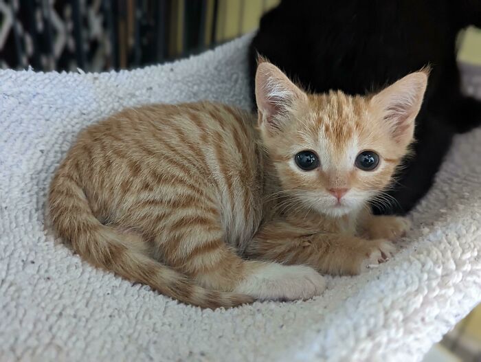 80 Aww-Inducing Pics Of Cats That Are Impossible Not To Enjoy