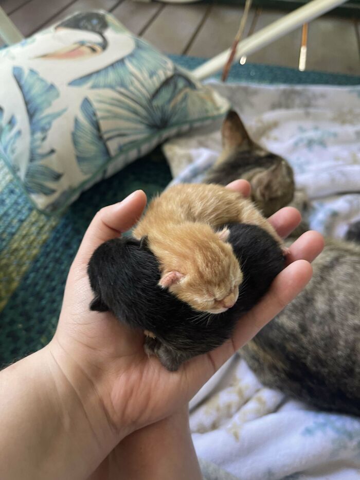 80 Aww-Inducing Pics Of Cats That Are Impossible Not To Enjoy