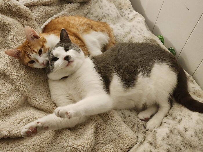 80 Aww-Inducing Pics Of Cats That Are Impossible Not To Enjoy