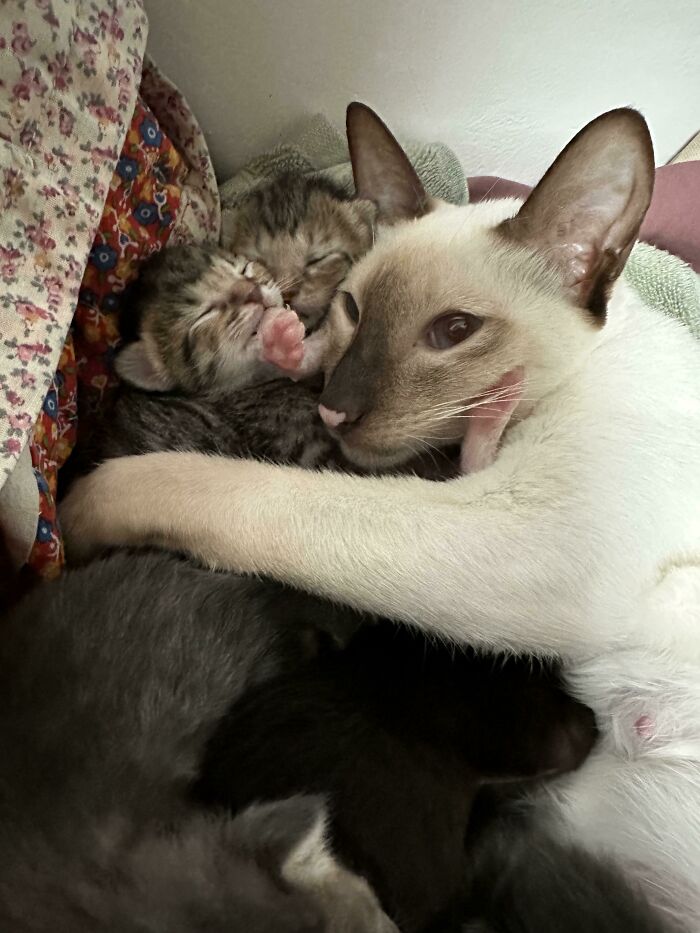 80 Aww-Inducing Pics Of Cats That Are Impossible Not To Enjoy