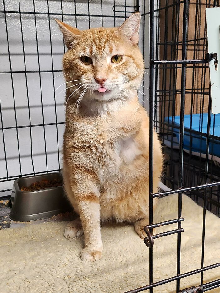 80 Aww-Inducing Pics Of Cats That Are Impossible Not To Enjoy