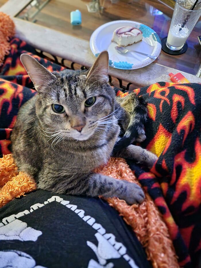 80 Aww-Inducing Pics Of Cats That Are Impossible Not To Enjoy