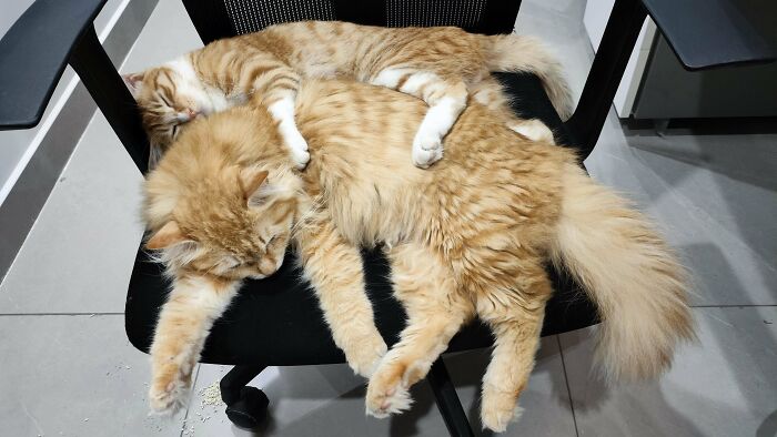 80 Aww-Inducing Pics Of Cats That Are Impossible Not To Enjoy