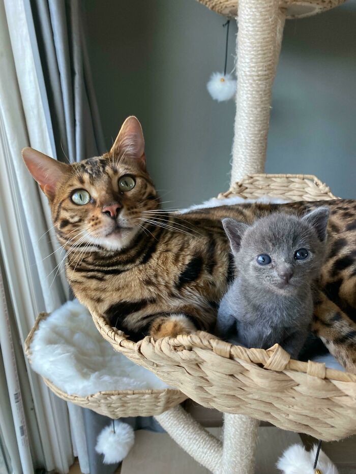 80 Aww-Inducing Pics Of Cats That Are Impossible Not To Enjoy
