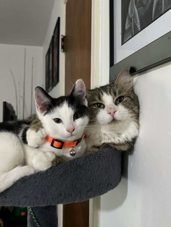 80 Aww-Inducing Pics Of Cats That Are Impossible Not To Enjoy
