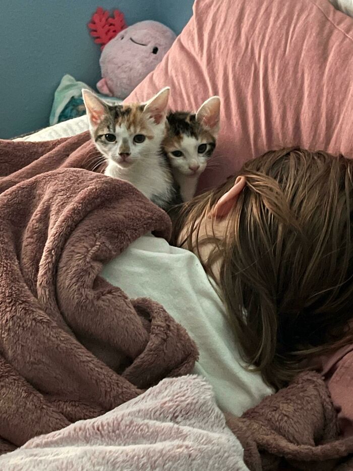 80 Aww-Inducing Pics Of Cats That Are Impossible Not To Enjoy
