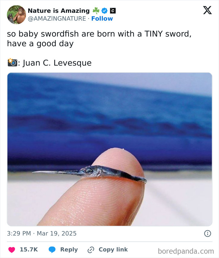 106 Extraordinary And Fascinating Things People Saw And Wanted To Show Others (New Pics)
