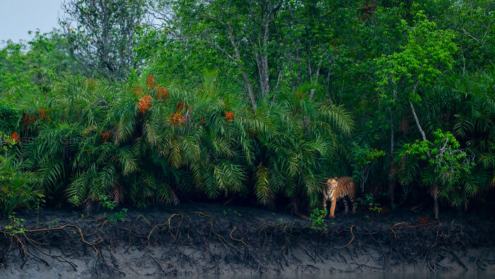 Spectacular Images Of The 2025 Mangrove Photography Awards (45 Pics)