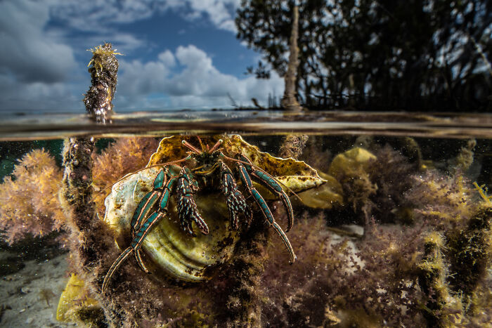 Spectacular Images Of The 2025 Mangrove Photography Awards (45 Pics)