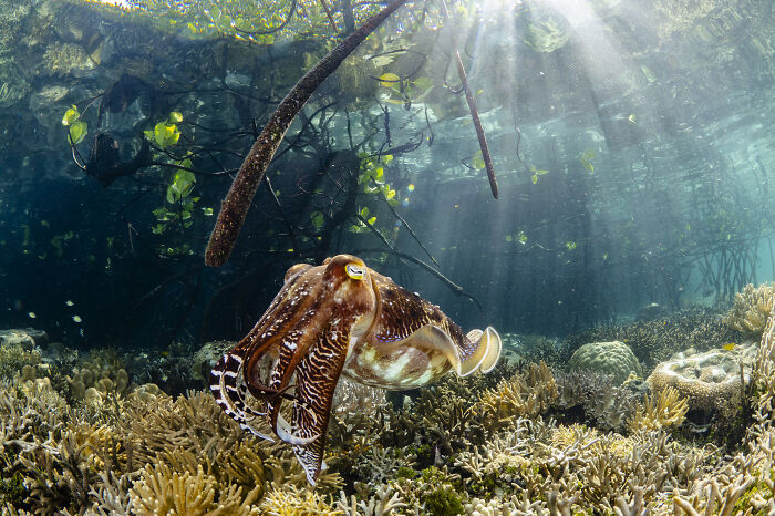 Spectacular Images Of The 2025 Mangrove Photography Awards (45 Pics)